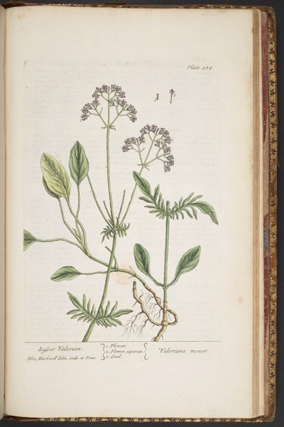 Tallerken 484, fra 