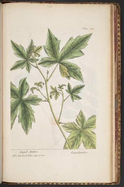 Tallerken 485, fra 
