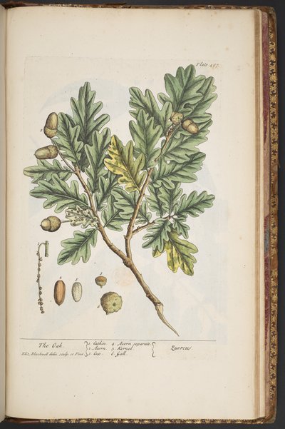 Tallerken 487, fra 