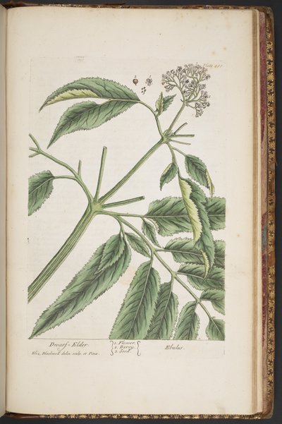 Tallerken 488, fra 