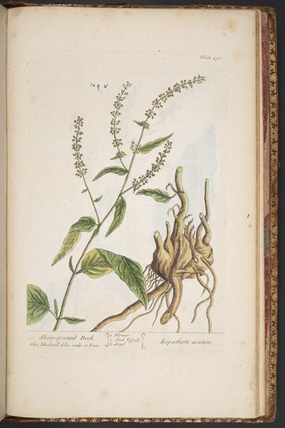 Tallerken 491, fra 