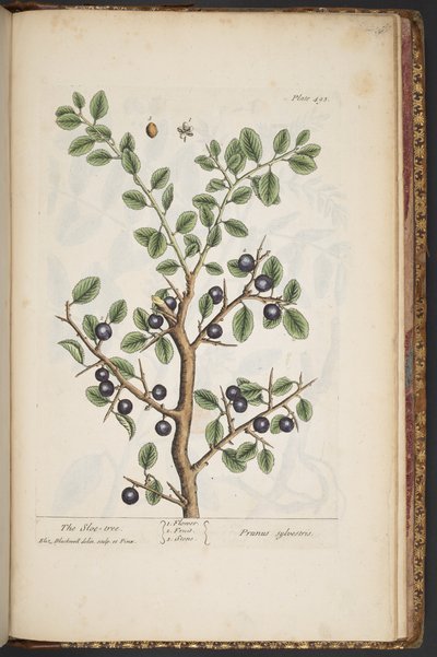 Tallerken 493, fra 