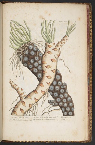 Tallerken 498, fra 