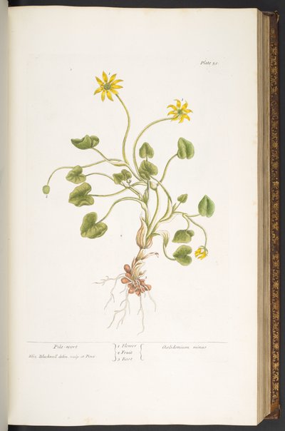 Tallerken 51, Pile-Wort, fra 
