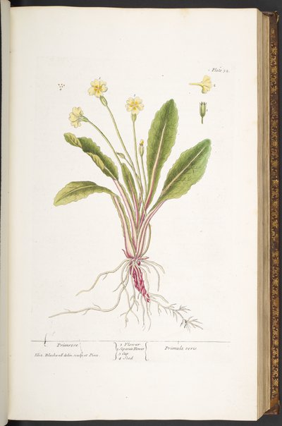 Tallerken 52, Primrose, fra 