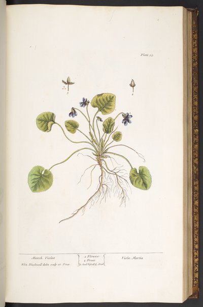 Tallerken 55, March Violet, fra 