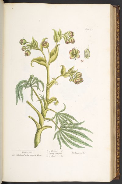 Tallerken 57, Bears-fod, fra 