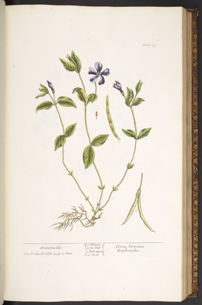 Tallerken 59, Periwinkle, fra 