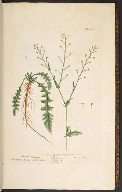 Tallerken 5, Shepherd