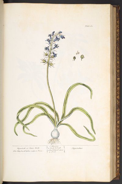 Tallerken 61, Hyacinth eller Hare Bells, fra 