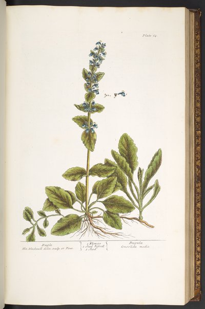 Tallerken 64, Bugle, fra 