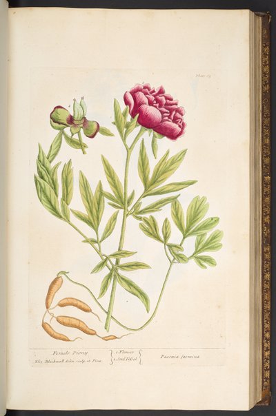 Tallerken 65, fra 