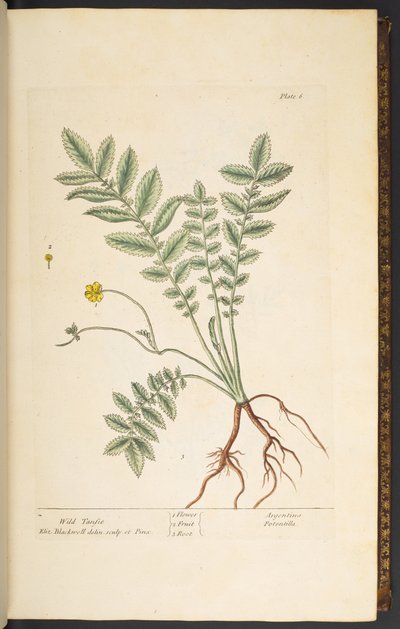 Tallerken 6, Wild Tansie, fra 