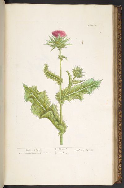 Tallerken 79, Ladies Thistle, fra 