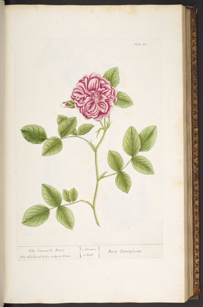 Tallerken 82, Damask Rose, fra 