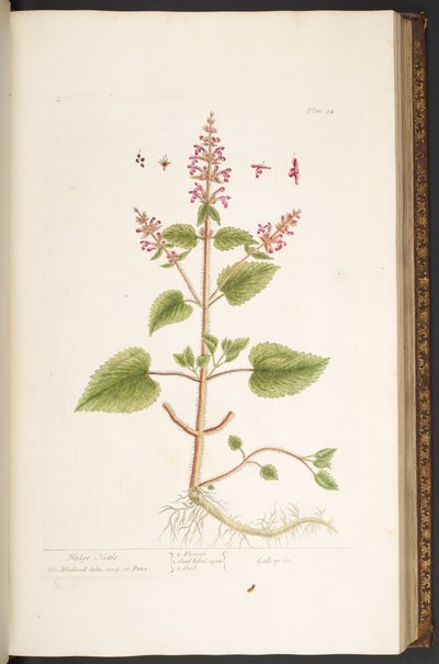 Tallerken 84, fra 