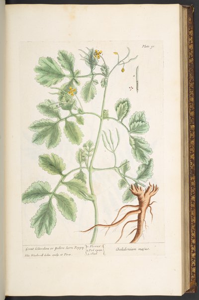 Tallerken 91, Great Celandine eller Yellow Horn Poppy, fra 