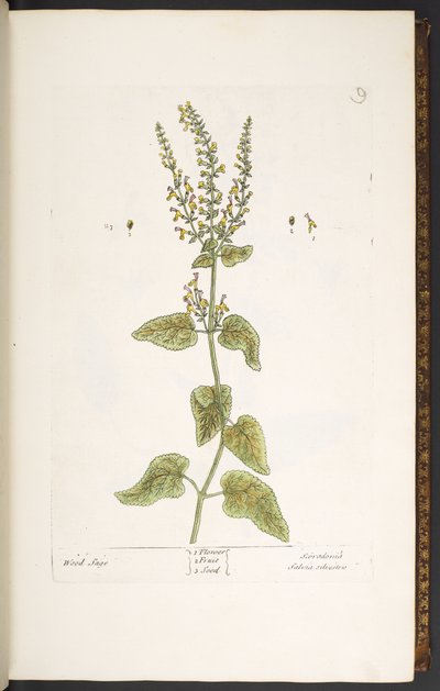 Tallerken 9, Wood Sage, fra 