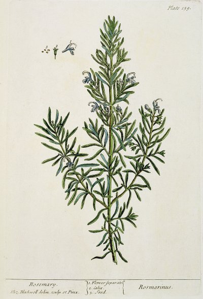 Rosmarinus Officinalis, fra "A Curious Herbal", 1782 (farvestik) af Elizabeth Blackwell