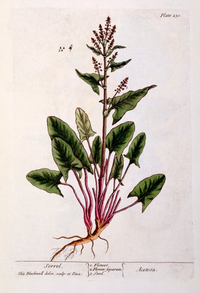 Sorrel, tallerken 230 fra 