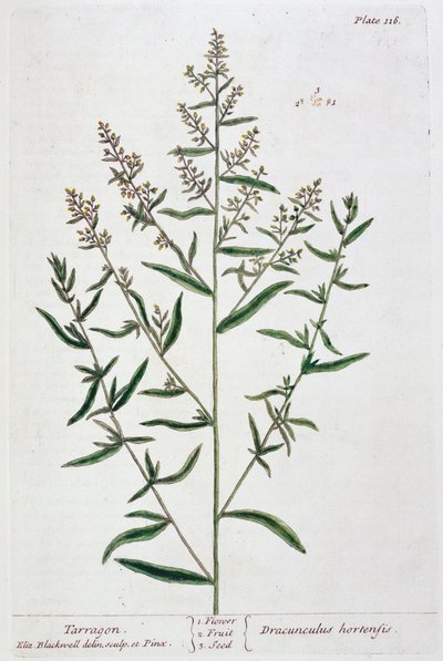 Estragon, 1782 af Elizabeth Blackwell