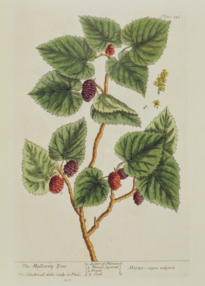 Mulberry Tree, planche 126 fra "A Curious Herbal", udgivet i 1782 (farvestik) af Elizabeth Blackwell