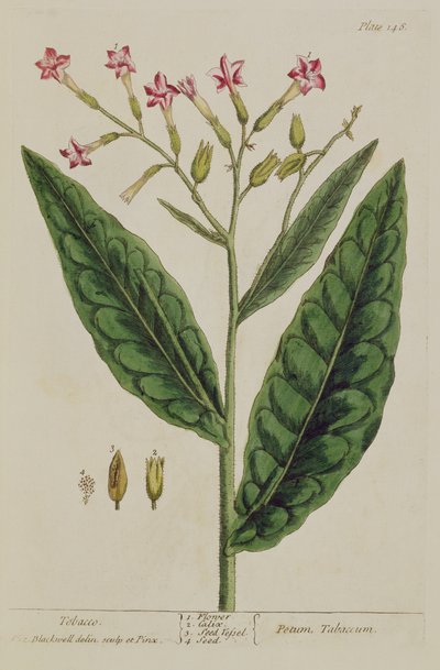 Tobak, tallerken 146 fra 