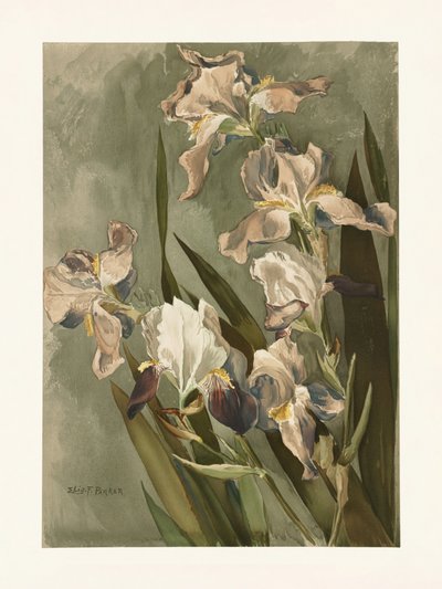  af Elizabeth F. Parker