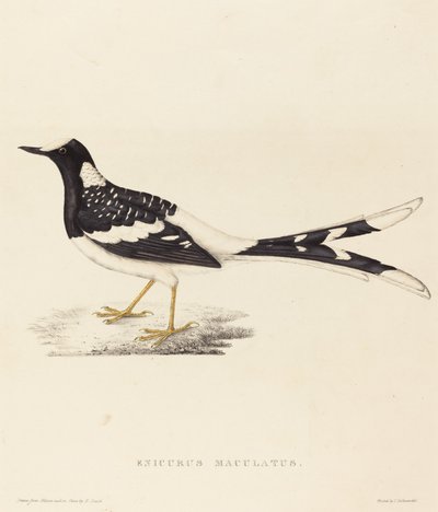 Enicurus Maculatus (plettet gaffelhale) af Elizabeth Gould