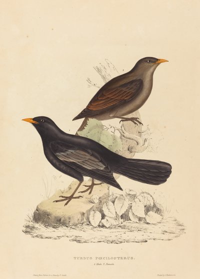 Turdus Poecilopterus (Aztec Thrush) af Elizabeth Gould