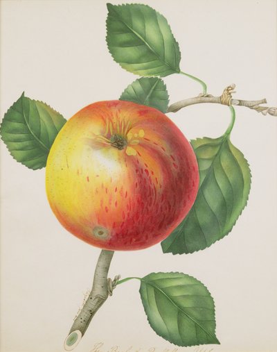 An Apple, ca. 1835 (wc) af Elizabeth Jane Hill