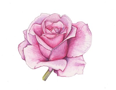 Pink Rose, 2012 (akvarel) af Elizabeth Rider