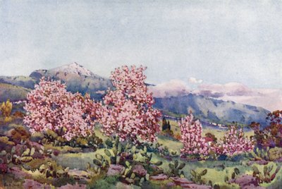 Almond Blossom, Valley of Orotava (farve litho) af Ella Du Cane