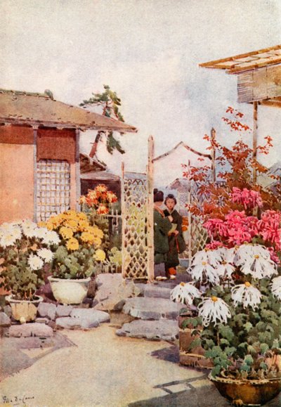 Krysantemum, Kyoto (farve litho) af Ella Du Cane