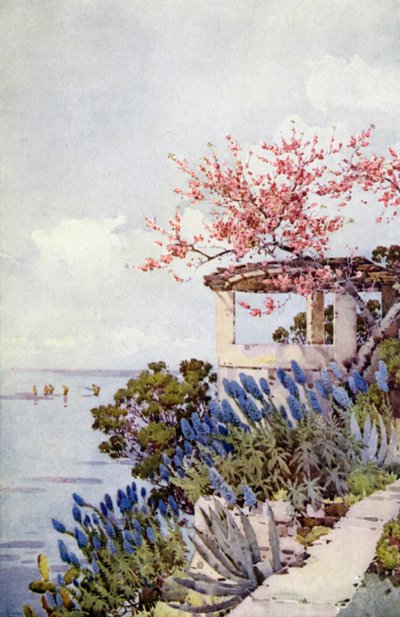 Pride of Madeira og Peach Blossom (farve litho) af Ella Du Cane
