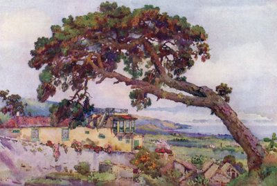 The Canary Pine (farve litho) af Ella Du Cane