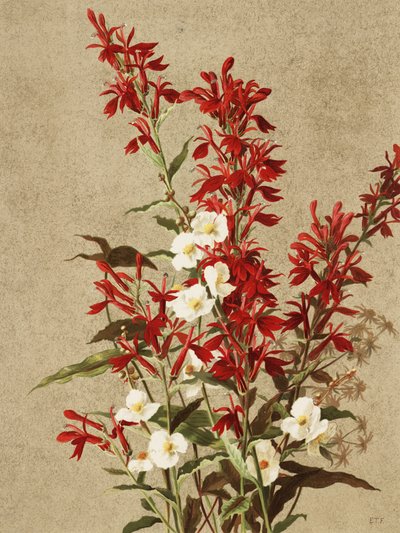  af Ellen Thayer Fisher