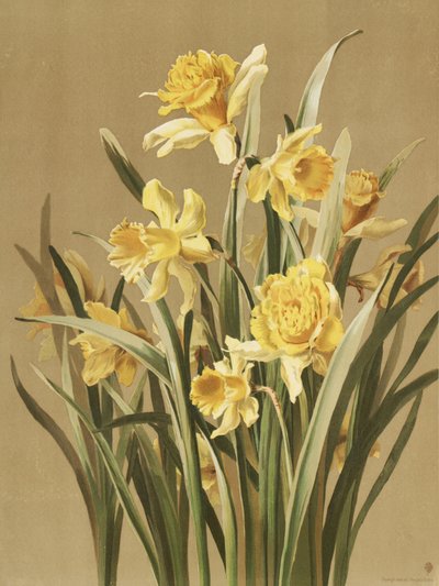  af Ellen Thayer Fisher