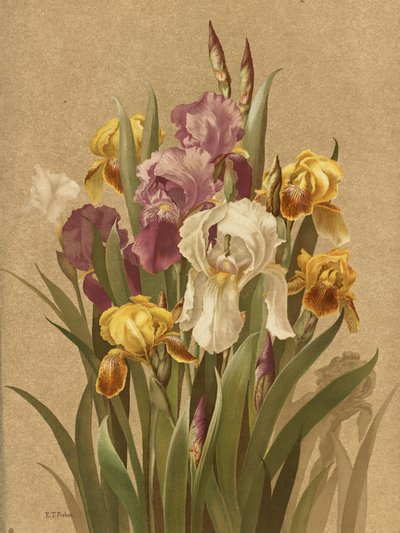  af Ellen Thayer Fisher
