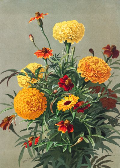  af Ellen Thayer Fisher
