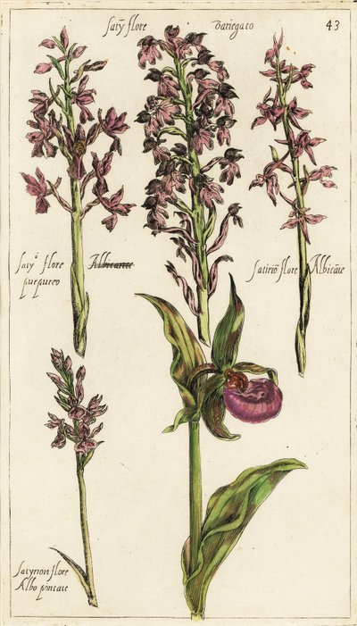 Forskellige varianter af europæiske orkideer, orkidé til damesko, Cypripedium calceolus af Emanuel Sweert