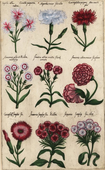 Forskellige sorter af nellik, Dianthus caryophyllus af Emanuel Sweert