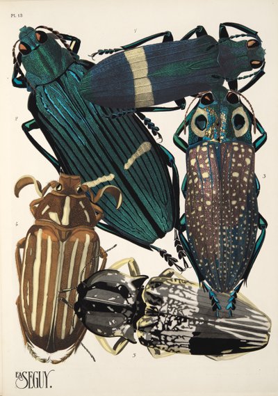 Tallerken 13 fra Insectes, pub. 1930