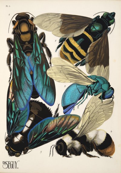 Tallerken 5 fra Insectes, pub. 1930