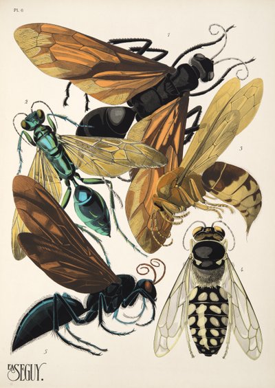 Tallerken 6 fra Insectes, pub. 1930