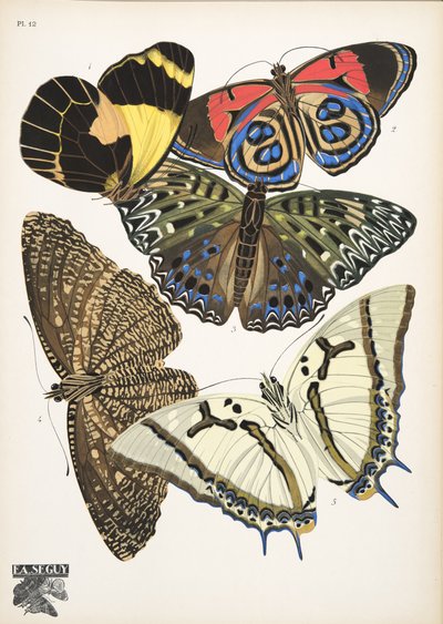 Tallerken 12, fra Butterflies, pub. 1925 (stenciltryk) af Émile Allain Séguy