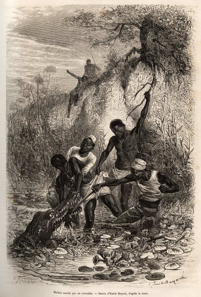 En sejler fra ekspeditionen, som recupererede convolvus (spiselig vandplante, der breder sig på vandoverfladen), bliver grebet ved albuen af en krokodille; han skylder kun sin overlevelse sine kammeraters indgriben, radering af Emile Bayard illustrerende af Emile Antoine Bayard