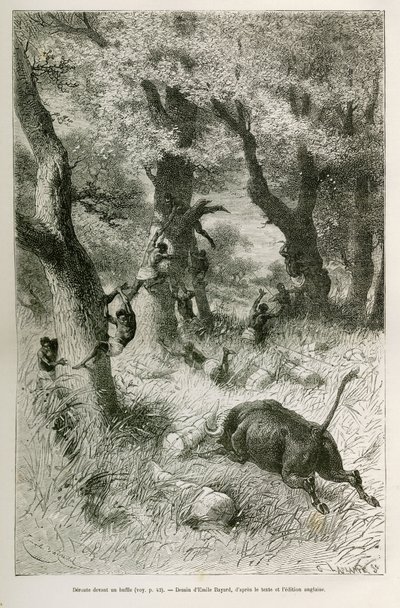 Deroute af ekspeditionen foran angrebet af en bøffel, tegning af Emile Bayard, for at illustrere historien: På tværs af Afrika, fra Zanzibar (Tanzania) til Benguela (Angola), fra 1872 til 1876, af løjtnant V.H.Cameron. Indgravering i Le tour du monde af Emile Antoine Bayard
