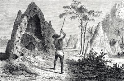 Net af de hvide myrer, termitter (gravering) af Emile Antoine Bayard