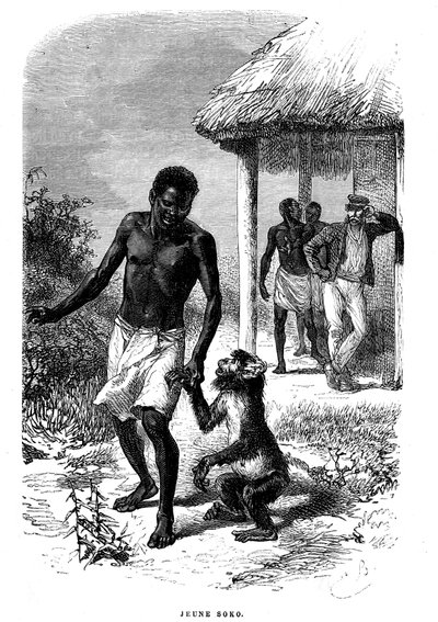 Ung Soko-abe i Afrika. Gravering af Emile Bayard (1837-1891), der illustrerer de sidste historier om opdagelsesrejsende David Livingstone af Emile Antoine Bayard